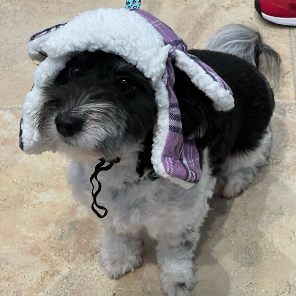 Cozy Purple Plaid Sherpa-Lined Dog Hat